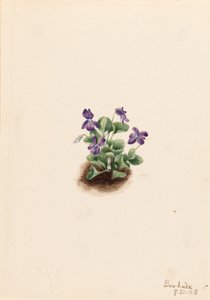 Purple Mountain Violet by Mary Vaux Walcott