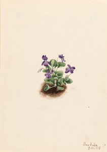 Purple Mountain Violet Viola adunca, 1918