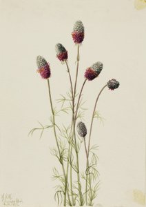 Purple Prairie Clover by Mary Vaux Walcott