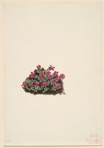 Purple Saxifrage by Mary Vaux Walcott