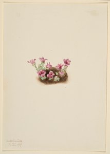 Purple Saxifrage by Mary Vaux Walcott