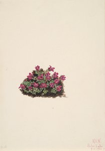 Purple Saxifrage