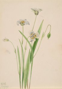 Pussy-ears Calochortus Elegans