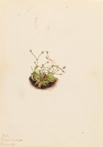 Pygmy Androsace