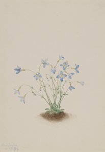 Quakerladies by Mary Vaux Walcott