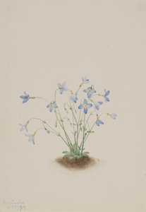 Quakerladies Houstonia Caerulea by Mary Vaux Walcott