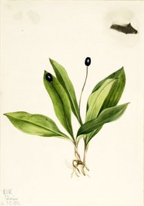Queencup by Mary Vaux Walcott