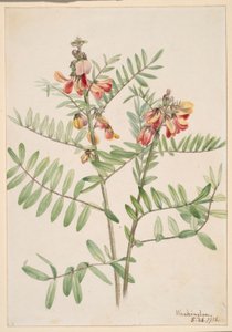 Rabbitbean by Mary Vaux Walcott