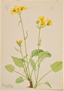 Ragwort (Senecio burkei)