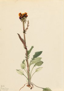 Rayless Groundsel (Senecio pauciflorus)