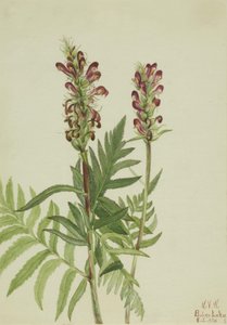 Red-Helmet Pedicularis bracteosa, 1924 by Mary Vaux Walcott