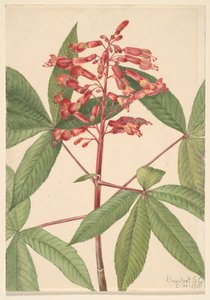 Red Buckeye Aesculus pavia, 1918