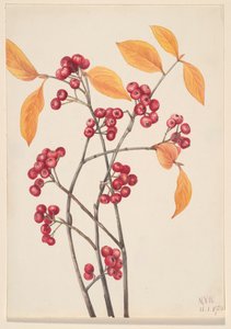 Red Chokeberry Aronia Arbutifolia