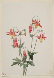 Red Columbine (Aquilegia formosa)