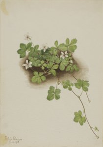 Red Dewberry (Rubus pedatus) by Mary Vaux Walcott