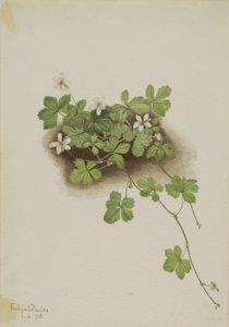 Red Dewberry Rubus Pedatus by Mary Vaux Walcott