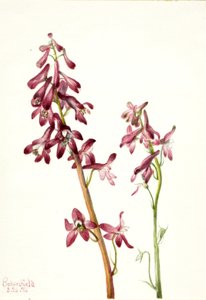 Red Larkspur Delphinium Nudicale by Mary Vaux Walcott