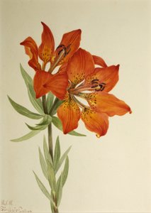 Red Lily Lilium montanum, 1923