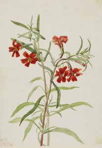 Red Monkeyflower