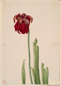 Red Pitcherplant