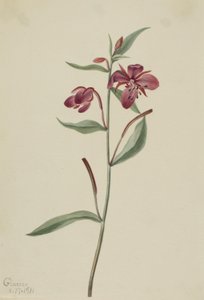 Red Willowweed (Epilobium latifolium) by Mary Vaux Walcott