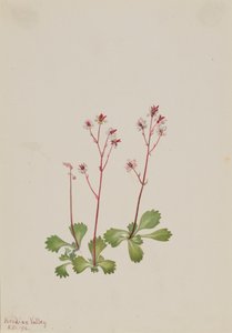 Redstem Saxifrage
