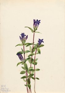 Riverbank Gentian Gentiana affinis