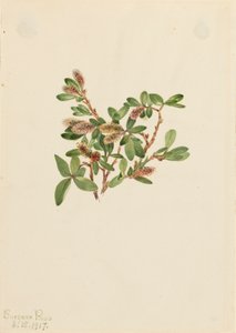 Rock Willow Salix petrophila by Mary Vaux Walcott