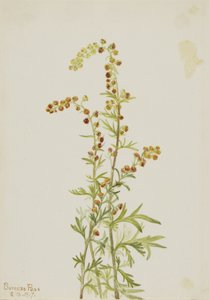 Rock Wormwood by Mary Vaux Walcott