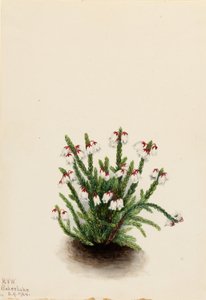 Rocky Mountain Cassiope by Mary Vaux Walcott