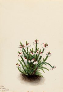 Rocky Mountain Cassiope, 1924 by Mary Vaux Walcott