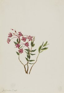 Rocky Mountain Kalmia (Kalmia microphylla)