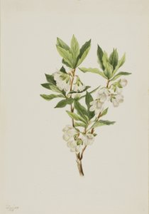Rocky Mountain Rhododendron by Mary Vaux Walcott