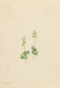 Rocky Mountain Twayblade by Mary Vaux Walcott