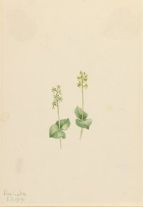 Rocky Mountain Twayblade Ophrys necrophylla, 1919 by Mary Vaux Walcott