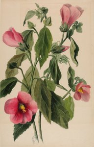 Rose Gentian