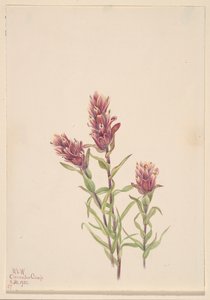 Rose Paintbrush