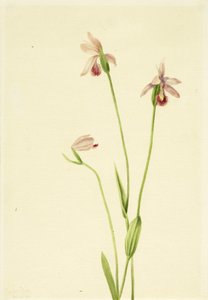 Rose Pogonia Pogonia ophioglossoides, 1906 by Mary Vaux Walcott