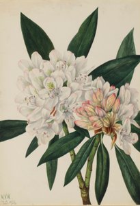 Rosebay Rhododendron by Mary Vaux Walcott
