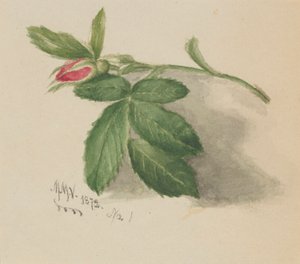 Rosebud
