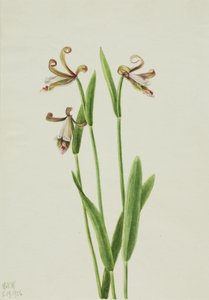 Rosebud Orchid Pogonia divaricata