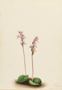 Roundleaf Orchis by Mary Vaux Walcott