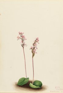 Roundleaf Orchis Orchis rotundifolia, 1924 by Mary Vaux Walcott