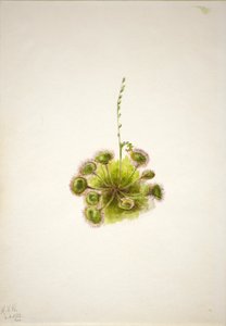 Roundleaf Sundew by Mary Vaux Walcott