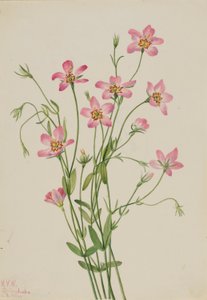 Saltmarsh Rosegentian (Sabbatia stellaris) by Mary Vaux Walcott
