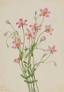 Saltmarsh Rosegentian, 1926 by Mary Vaux Walcott