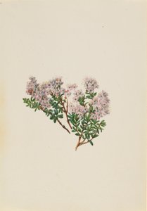 Sand Myrtle by Mary Vaux Walcott