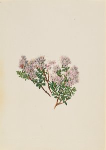 Sand Myrtle by Mary Vaux Walcott