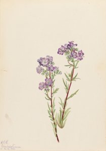 Sand Phacelia by Mary Vaux Walcott