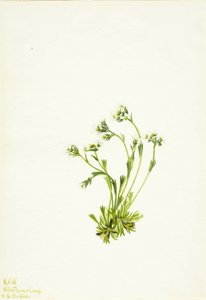 Saxifrage by Mary Vaux Walcott
